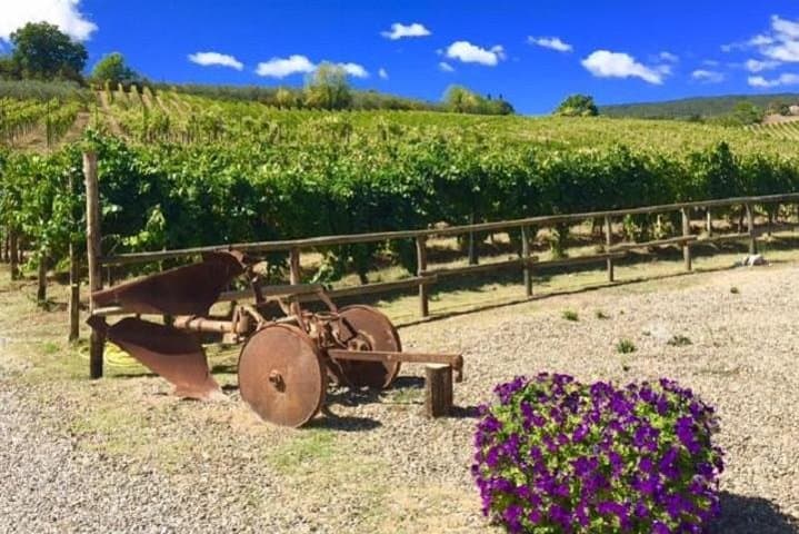 Chianti Wine and Vinci half day Small Group Tour from Lucca — photo 1 of 7
