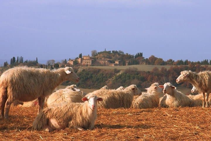 Montepulciano and Pienza Tuscany Wine&Cheese Fullday from Florence — photo 1 of 35