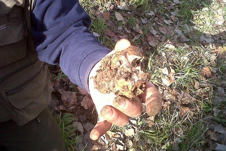 Truffle Hunting in Tuscany: Private Shore Excursion from Livorno Port — photo 1 of 9