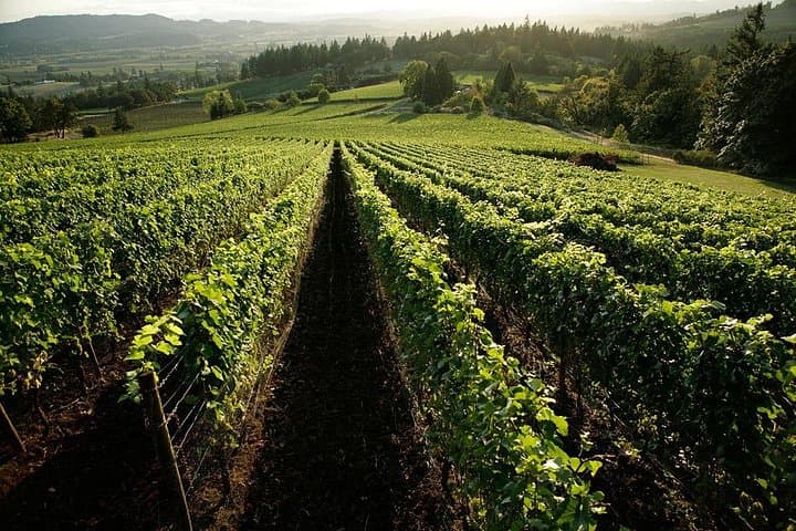 Chianti Vineyards Tours in Private Luxury Van from Florence — photo 1 of 15
