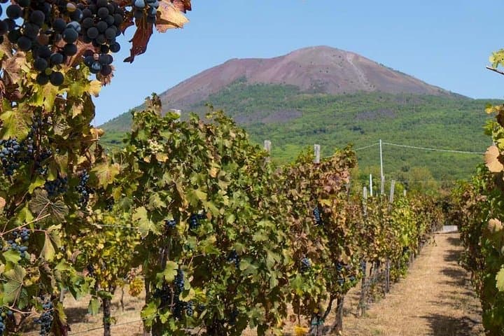 Vesuvius & Vineyard select from Sorrento — photo 1 of 8