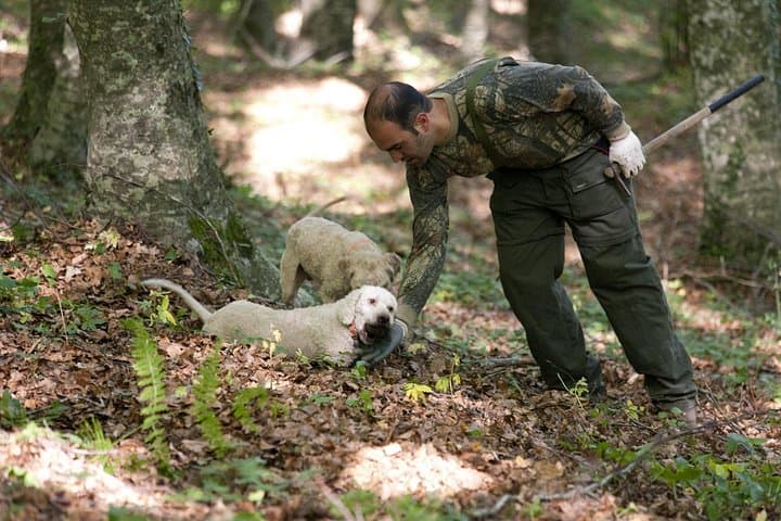 Private Tour: Truffle-Hunting Experience from Naples with Lunch — photo 1 of 2