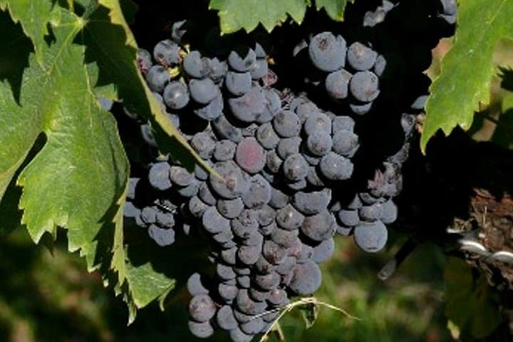 Umbria Wine and Olive Oil Tour with light lunch — photo 1 of 7