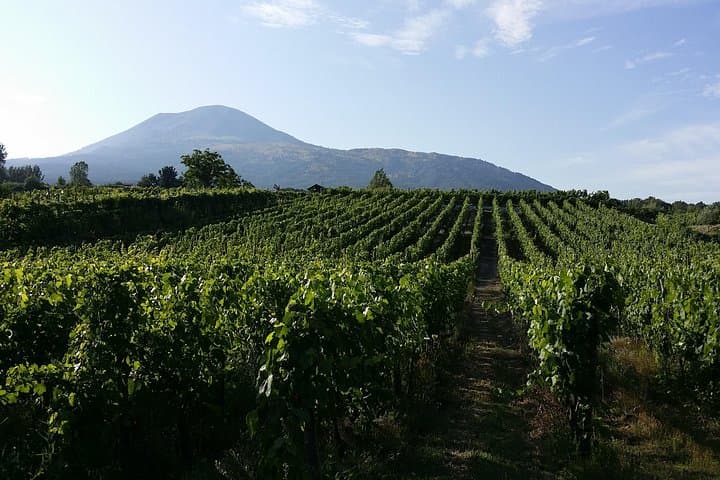 Wine Tour and Lunch with Winetasting and Vineyard Visit — photo 1 of 6