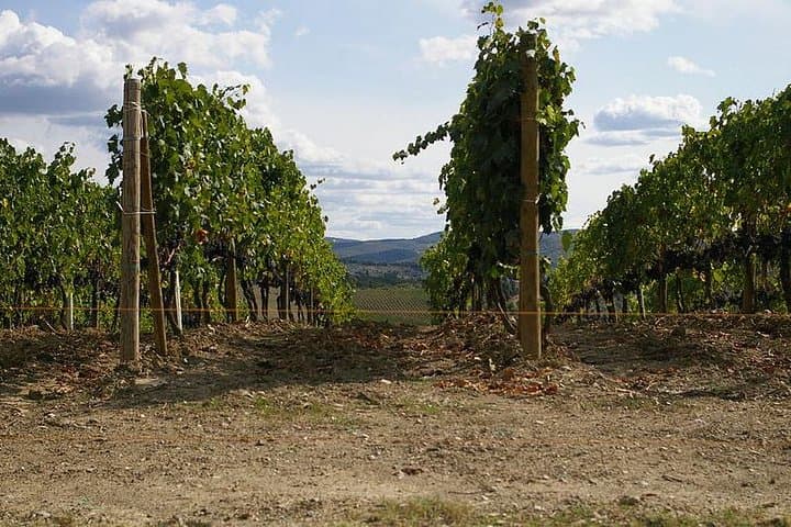 Shore Excursion from Livorno to Chianti area with Wine Tasting & Lunch — photo 1 of 6