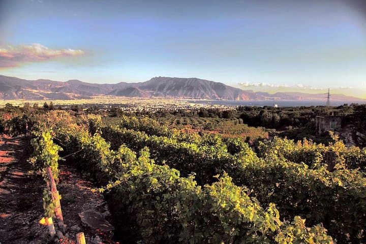Wine Tasting - Tour and Tasting in Vesuvius Winemaker — photo 1 of 13