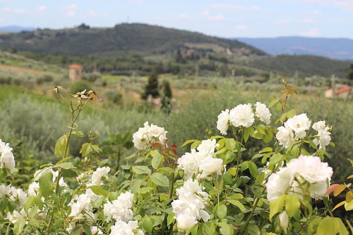 Fabulous Tuscany—organic wine & cheese tour—max 8 pp — photo 1 of 15