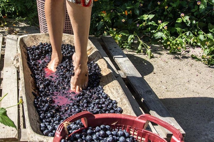Private Grape stomping in Chianti from Florence — photo 1 of 15