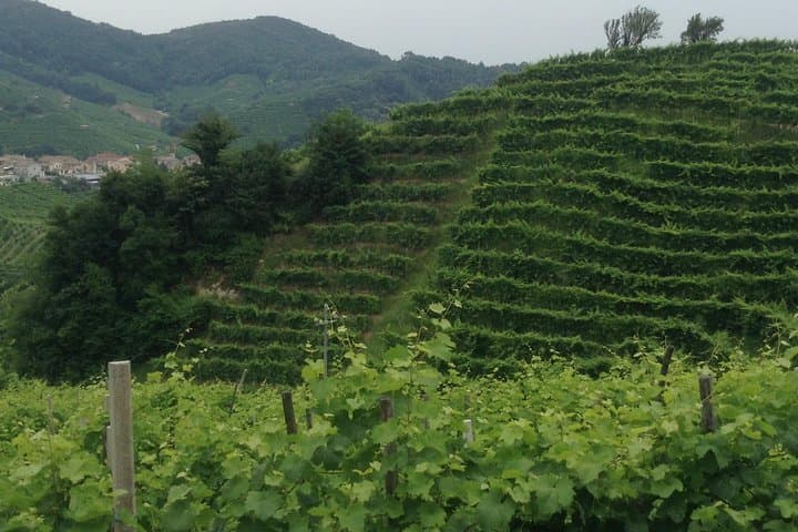 Prosecco Wine Tour With Tiramisu' From Venice — photo 1 of 2