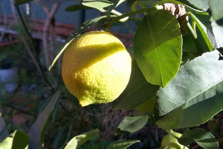 Market Tour, Traditional Cooking and Limoncello class — photo 1 of 12