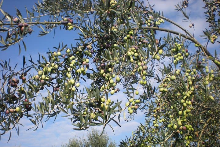 Sorrento Farm and Food Experience including Olive Oil, Limoncello, Wine tasting — photo 1 of 13