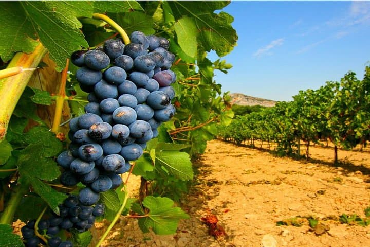 3-Days Tour to discover Western Sicily: Culture, Colors & Flavors, from Palermo — photo 1 of 6