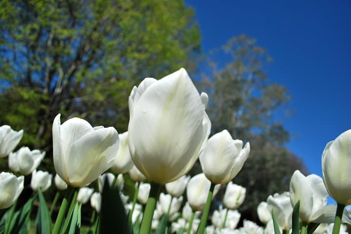 Walking tour with a private tour guide in the botanical gardens of Villa Taranto — photo 1 of 7