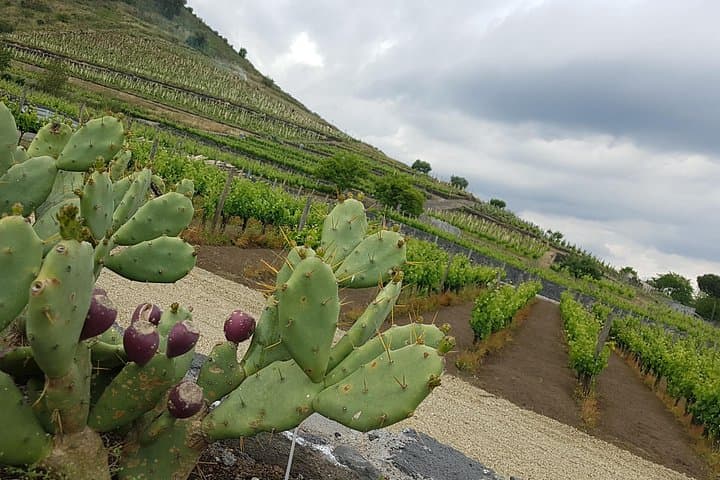 Etna Easy & Winery from Messina, Catania or Taormina/G. Naxos — photo 1 of 17