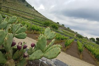 Etna Easy & Winery from Messina, Catania or Taormina/G. Naxos