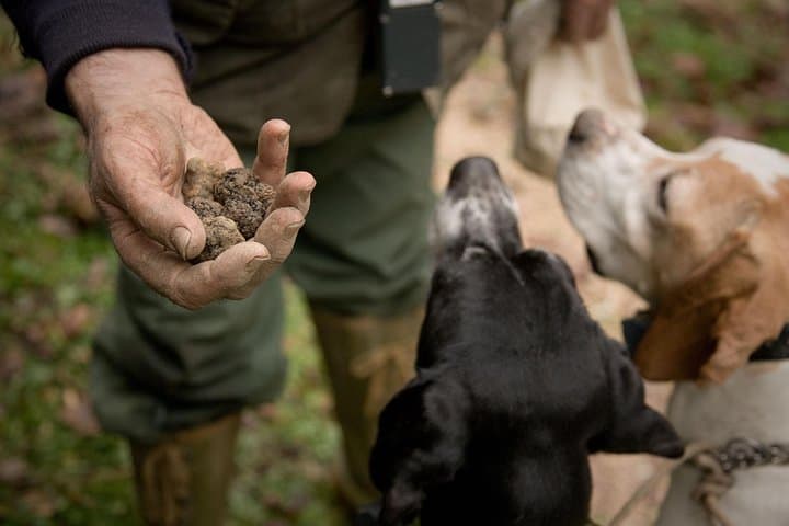 Truffle Hunting and Tasting in San Gimignano with a Tuscan Lunch — photo 1 of 39