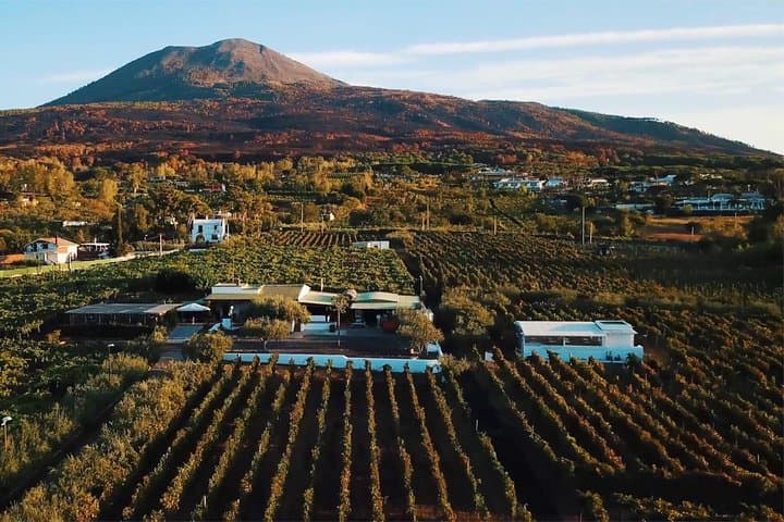 Organic Wine Tasting & Lunch on Vesuvius with Transfer from Naples — photo 1 of 10