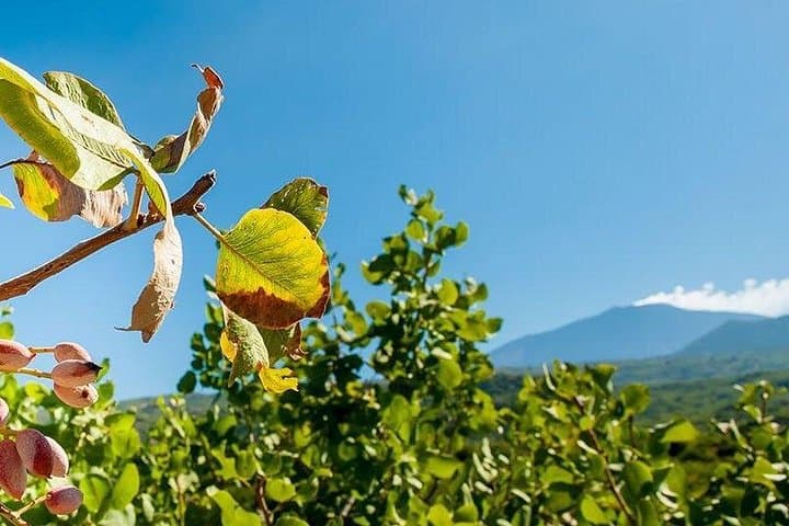 Private Etna tour and pistachio lunch in a pistachio farm — photo 1 of 3