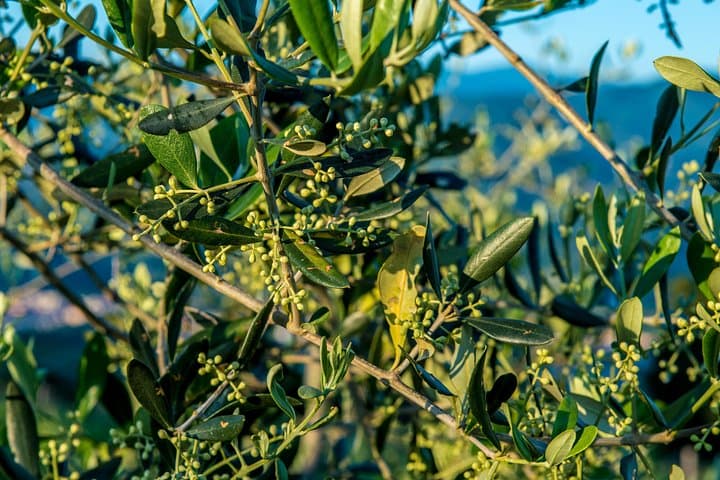 Leonardo Da Vinci's wind mill visit and Organic olive oil tasting — photo 1 of 5