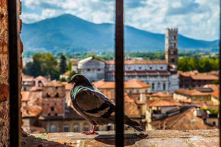 Lucca and Pisa Day Tour from Rome — photo 1 of 7