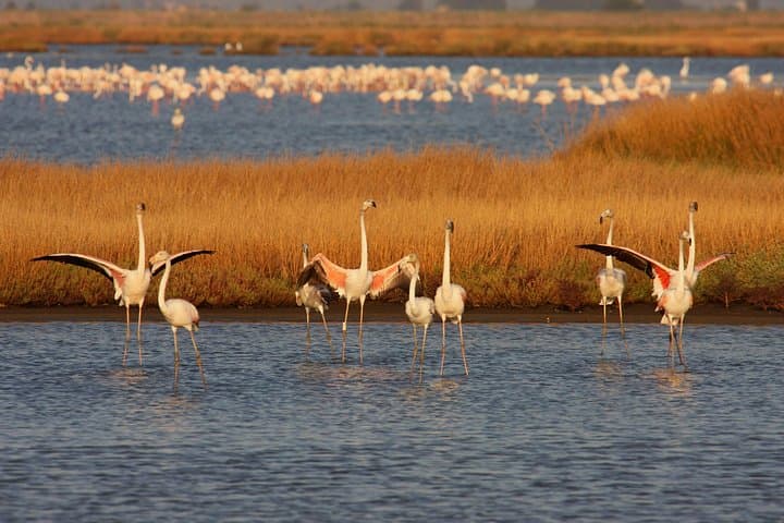 Birdwatching and Photo Tour in Diaccia Botrona — photo 1 of 10