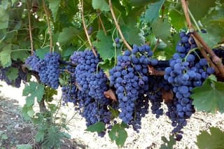 The Vineyard Between Sun And South Scents