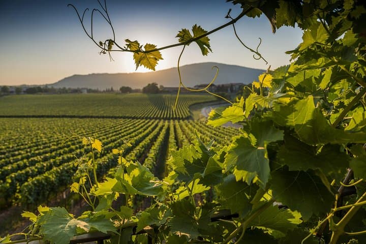 Rome Countryside Delights: Exclusive Wine Tasting Tour — photo 1 of 20