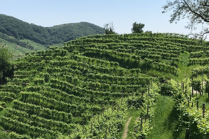 Private Prosecco Hills Tour with Local Driver — photo 1 of 15