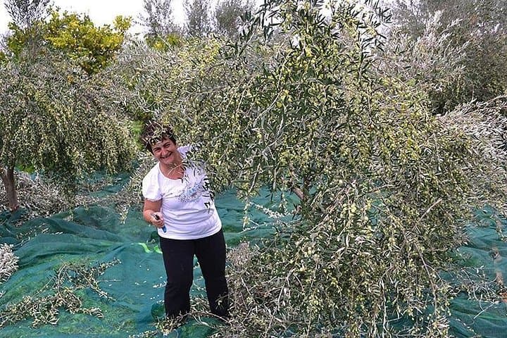 Olive harvest in Tuscany — photo 1 of 14