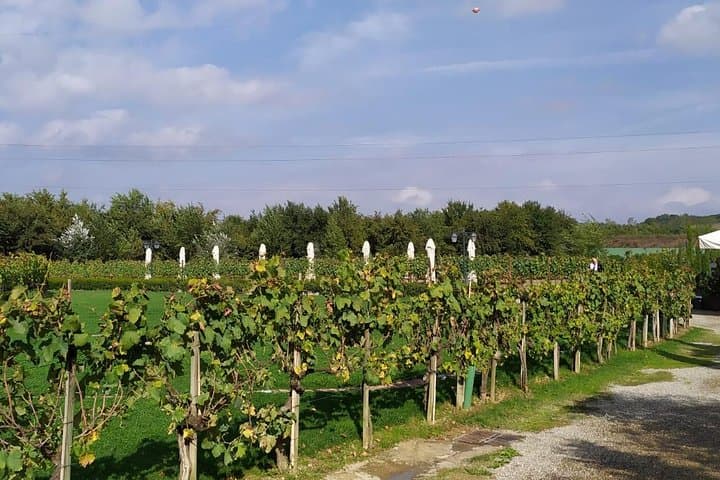 Siena and San Gimignano from Rome: Wine Tasting Tour in Tuscany — photo 1 of 33