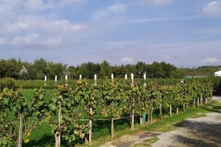 Siena and San Gimignano from Rome: Wine Tasting Tour in Tuscany