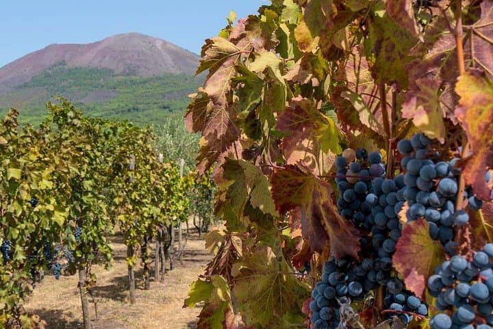 Private Mt Vesuvius and Pompeii with Lunch and Wine Farm Experience — photo 1 of 10