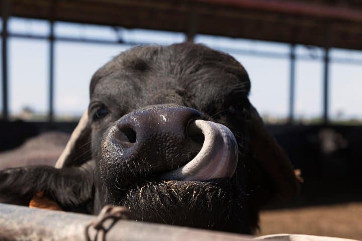 Visit to the Bufale and Dairy farm with cheese tasting — photo 1 of 16