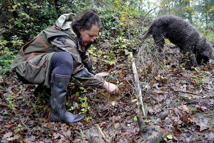 Full-Day Small-Group Truffle Hunting in Tuscany with Lunch — photo 1 of 15