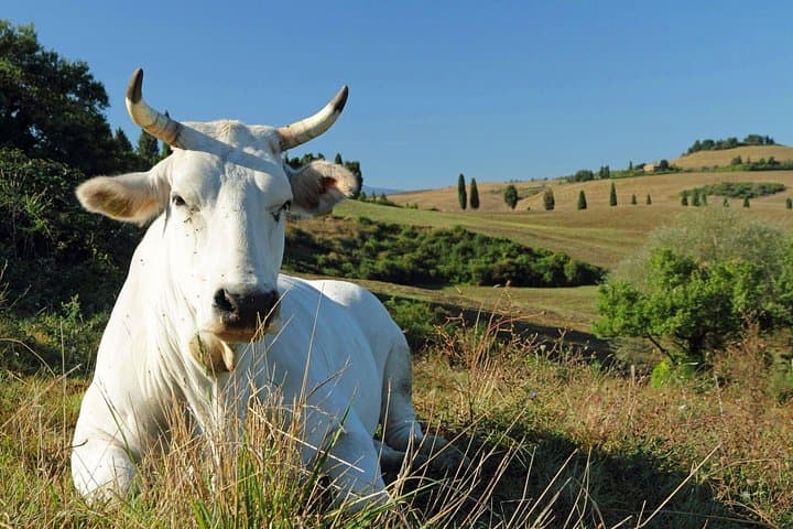 Chianina cattle Tour — photo 1 of 3