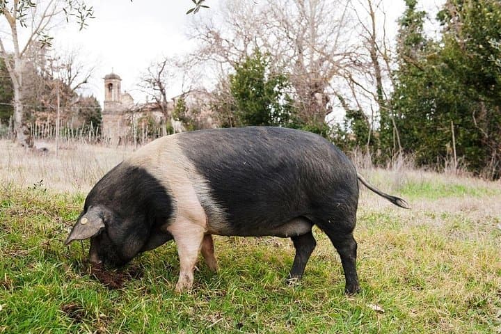 Farm Tour: the Cinta Senese Tuscan pig — photo 1 of 3