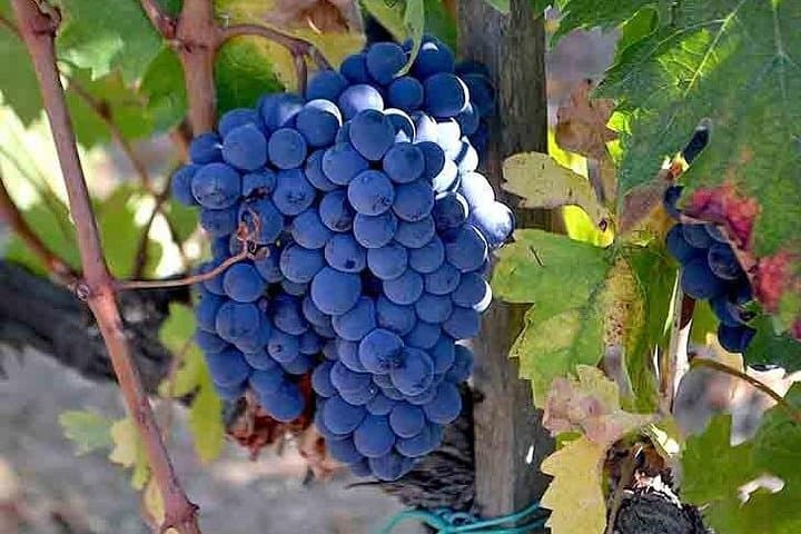 Small-Group Brunello Wine Tour of Montalcino from Florence — photo 1 of 12