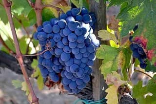 Small-Group Brunello Wine Tour of Montalcino from Florence