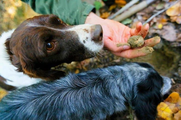 Luck and Patience: truffle hunting in Tuscany — photo 1 of 4