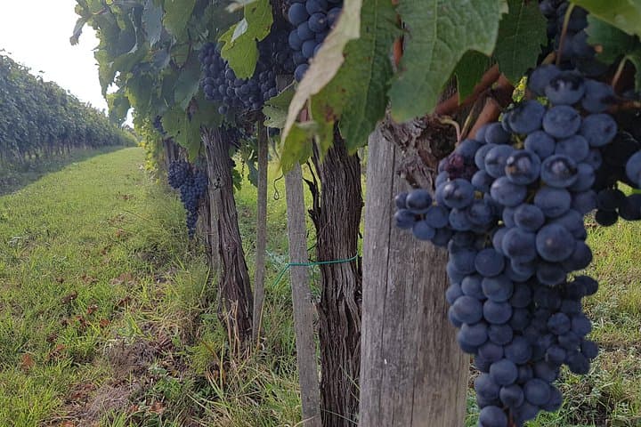 Private Tuscany Chianti Wine Tour from Rome Castellina Visit — photo 1 of 16