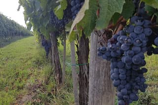 Private Tuscany Chianti Wine Tour from Rome Castellina Visit