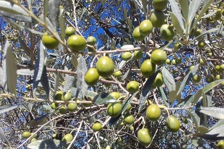 Extra Virgin Olive Oil Experience — photo 1 of 6