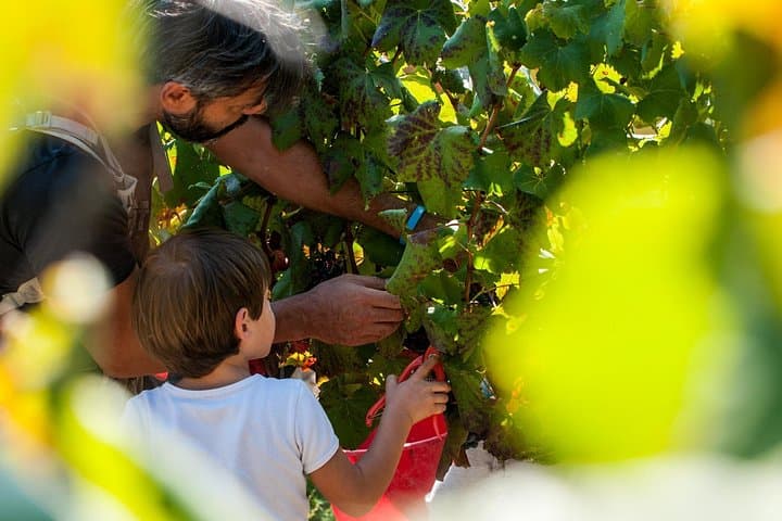 Harvest for all: from Harvest to Taste - Private Experience — photo 1 of 6