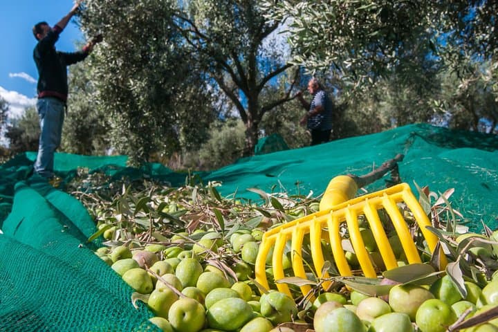 Live the experience of the olive harvest — photo 1 of 9