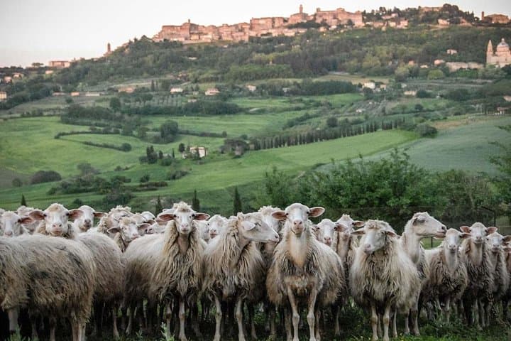Montepulciano and Pienza Tuscany Wine&Cheese Fullday from Rome — photo 1 of 43