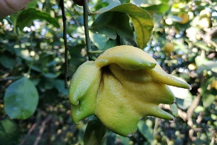 Lemon and olive oil in Sorrento Coast — photo 1 of 7