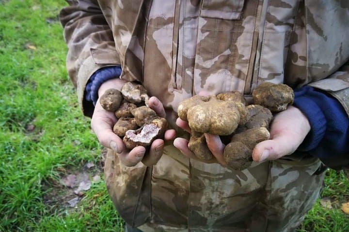 Truffle hunting — photo 1 of 6