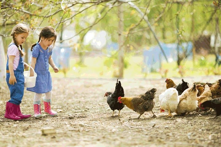 Educational farm for children in Rome — photo 1 of 3