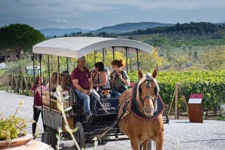 Private Suvereto Wines Experience: Land of Elisa Bonaparte