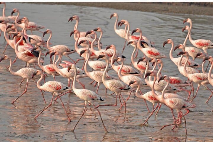 Lio Piccolo: Flamingos & Birdwatching Bike Tour in the Lagoon — photo 1 of 17